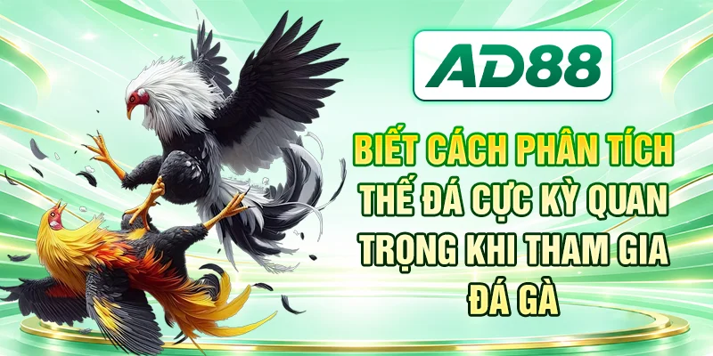 Biết cách phân tích thế đá cực kỳ quan trọng khi tham gia đá gà