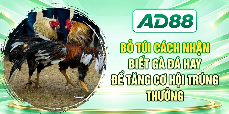 Bỏ túi cách nhận biết gà đá hay để tăng cơ hội trúng thưởng