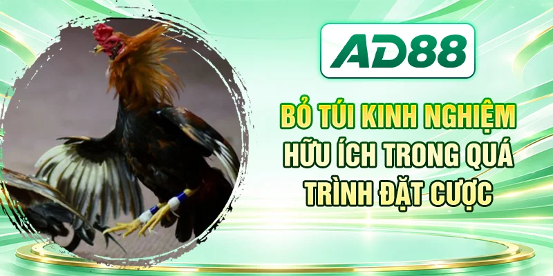 Bỏ túi kinh nghiệm hữu ích trong quá trình đặt cược