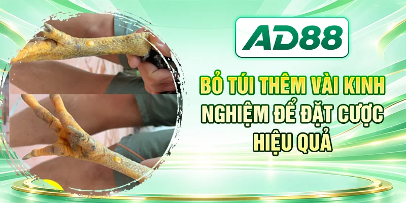 Bỏ túi thêm vài kinh nghiệm để đặt cược hiệu quả
