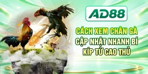 Cách Xem Chân Gà - Cập Nhật Nhanh Bí Kíp Từ Cao Thủ