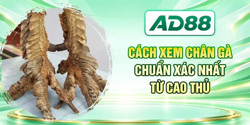 Cách xem chân gà chuẩn xác nhất từ cao thủ