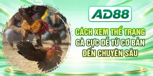 Cách Xem Thể Trạng Gà Cực Dễ Từ Cơ Bản Đến Chuyên Sâu