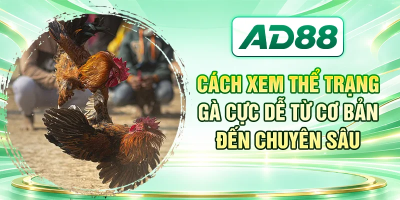 Cách Xem Thể Trạng Gà Cực Dễ Từ Cơ Bản Đến Chuyên Sâu