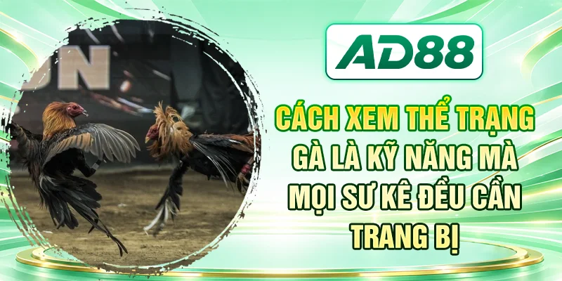 Cách xem thể trạng gà là kỹ năng mà mọi sư kê đều cần trang bị