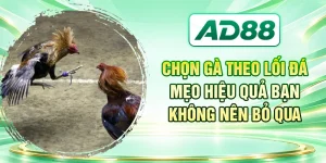 Chọn Gà Theo Lối Đá - Mẹo Hiệu Quả Bạn Không Nên Bỏ Qua
