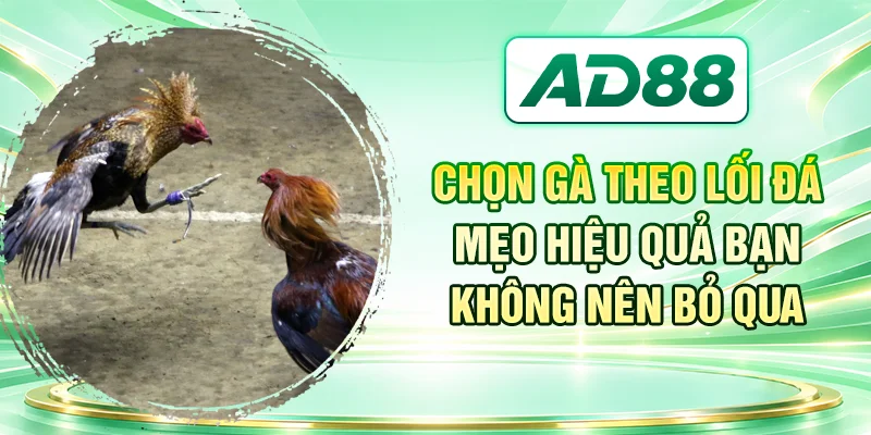 Chọn Gà Theo Lối Đá - Mẹo Hiệu Quả Bạn Không Nên Bỏ Qua