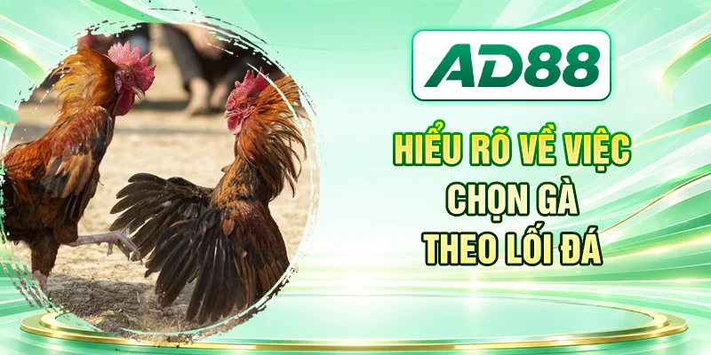 Hiểu rõ về việc chọn gà theo lối đá