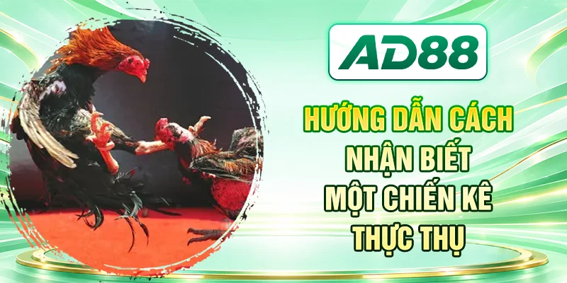 Hướng dẫn cách nhận biết một chiến kê thực thụ