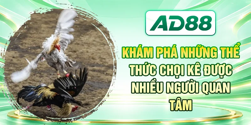 Khám phá những thể thức chọi kê được nhiều người quan tâm
