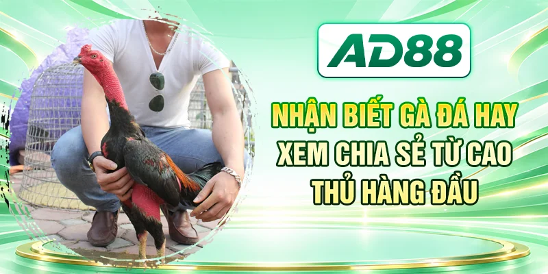 Nhận Biết Gà Đá Hay - Xem Chia Sẻ Từ Cao Thủ Hàng Đầu