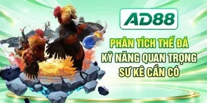Phân Tích Thế Đá - Kỹ Năng Quan Trọng Sư Kê Cần Có