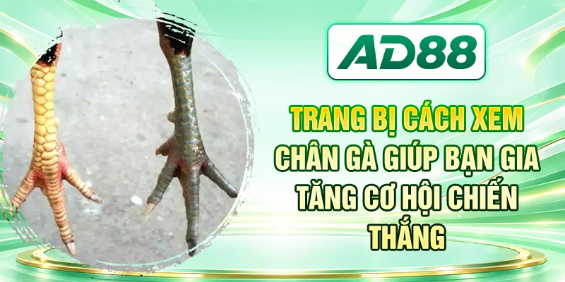 Trang bị cách xem chân gà giúp bạn gia tăng cơ hội chiến thắng
